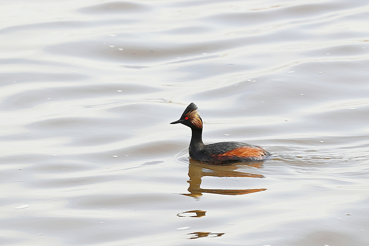 Eared Grebe showing off...