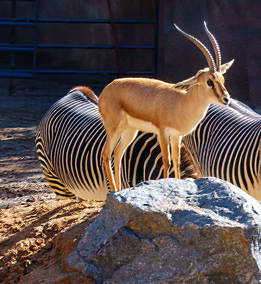Spiral horned Antelope (hanging with zebras)...