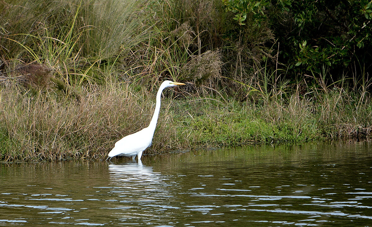 Snowy egret looking for lunch...