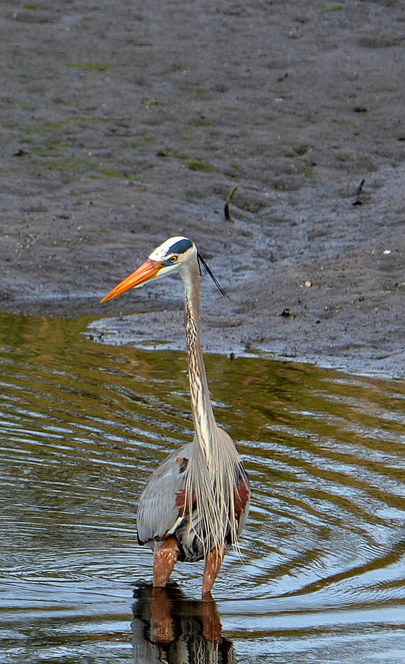Blue Heron thinking I just missed lunch...