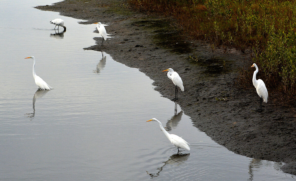Snowy egrets looking for lunch...