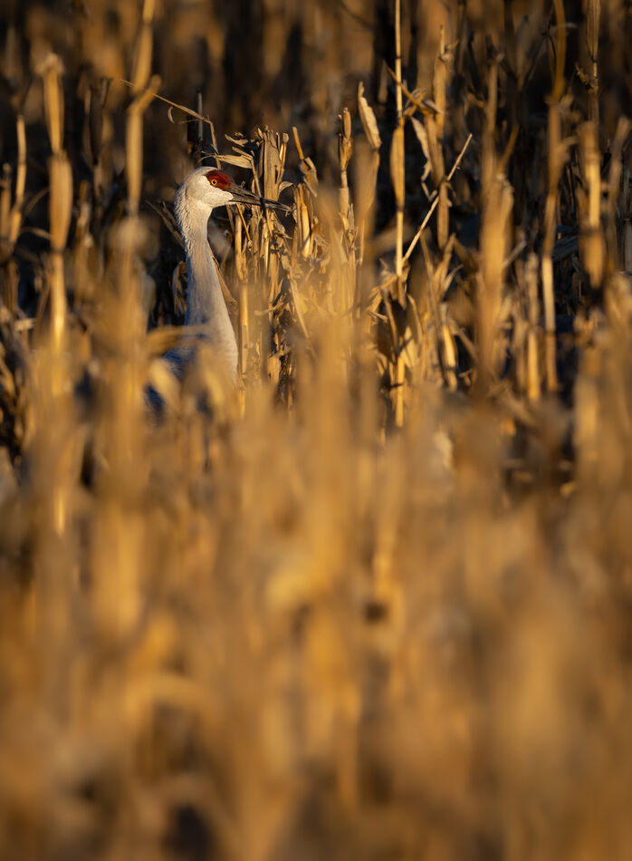 Peek a boo, hiding in the corn stalks!...