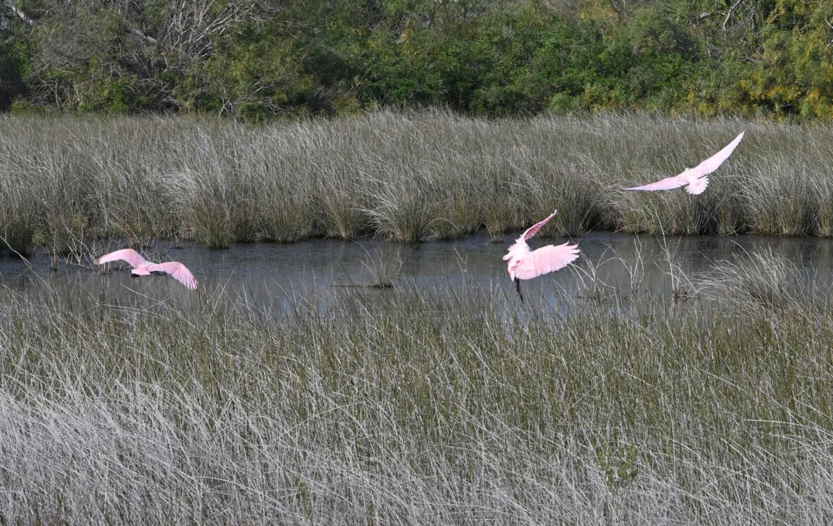 texas-birds-not-sure-what-kind-of-birds-theses-are-and-i-m-not-very