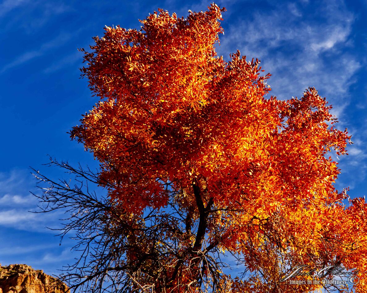 A colorful Ash against a dark blue sky with a few ...