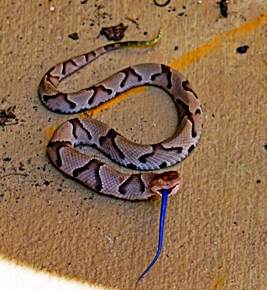 Lil sumbitch's last meal (Copperhead youngin)...