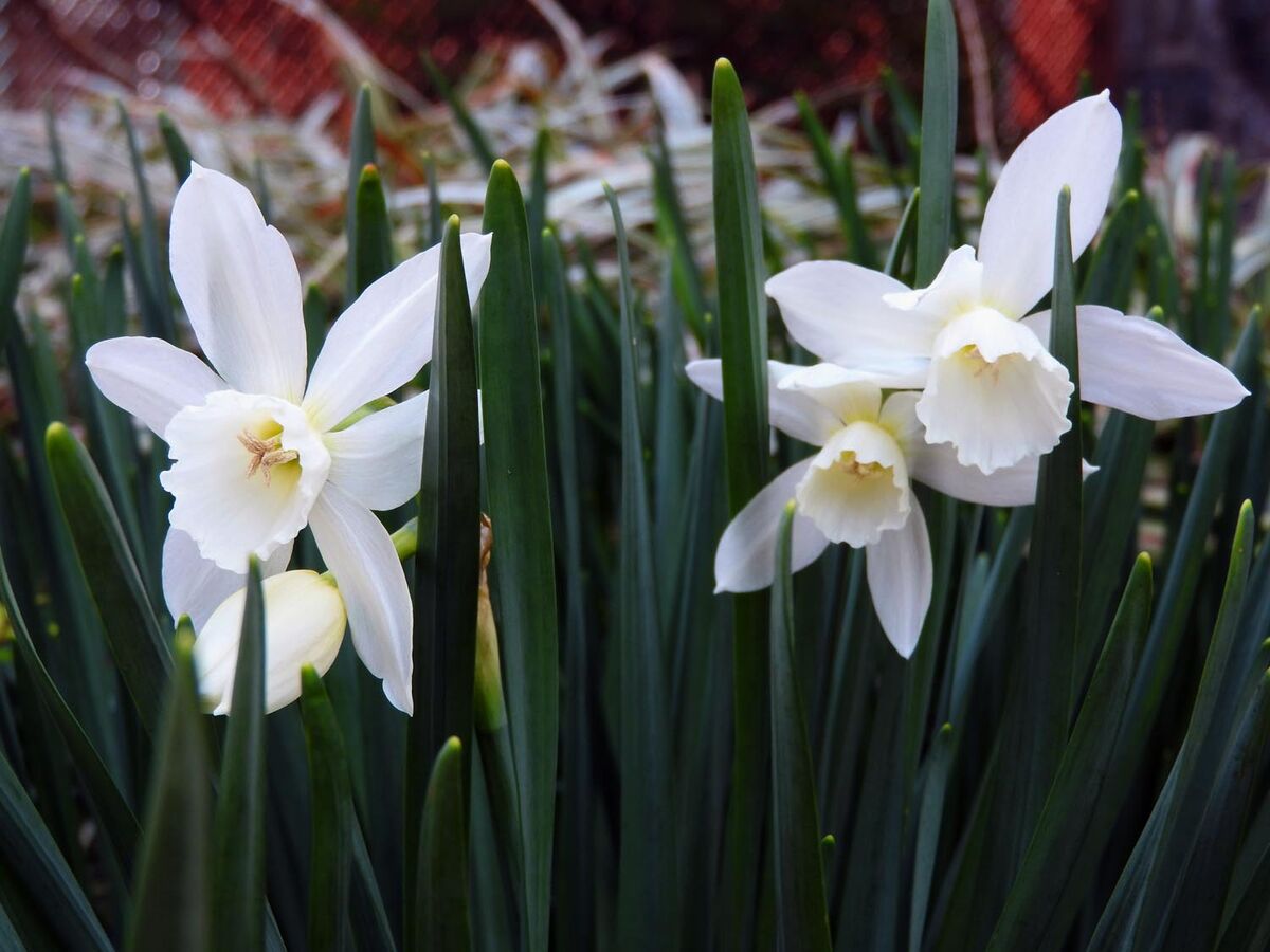 April:  Narcissus Thalia....