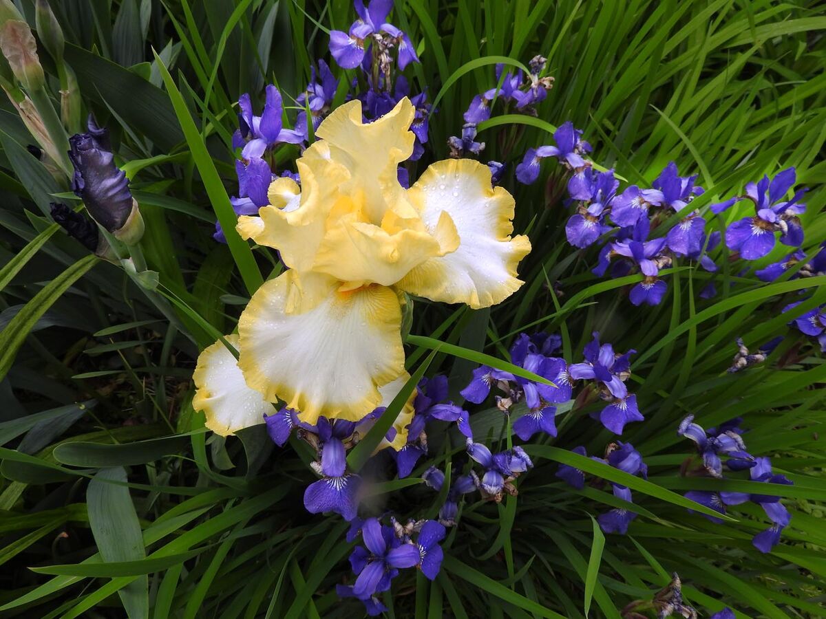 May: Yellow & Blue Iris....