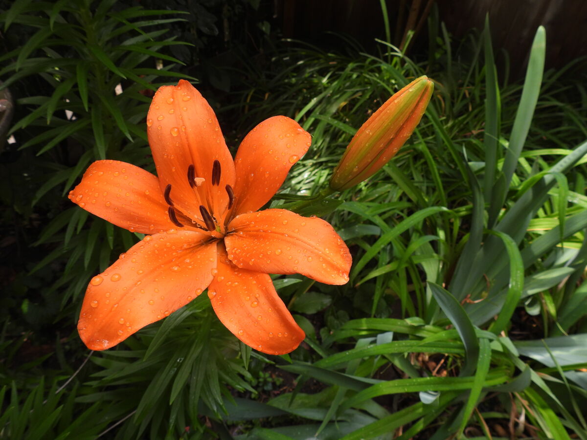 June:  Bright orange Lily....