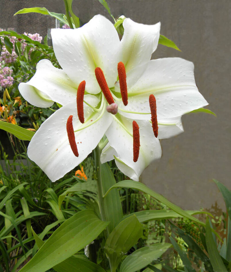 July:  White Regal Lily....