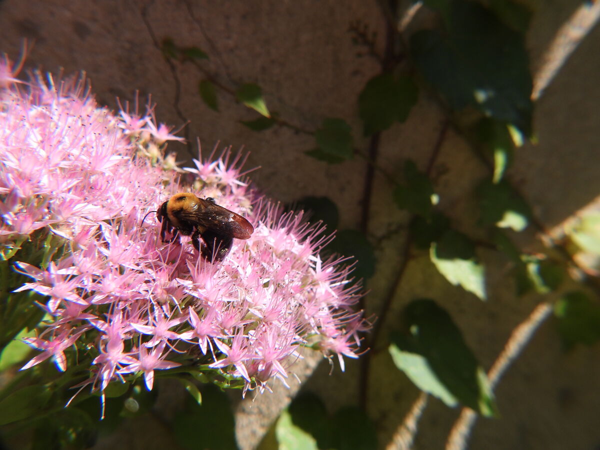 October:  Sedum with late season Bee....