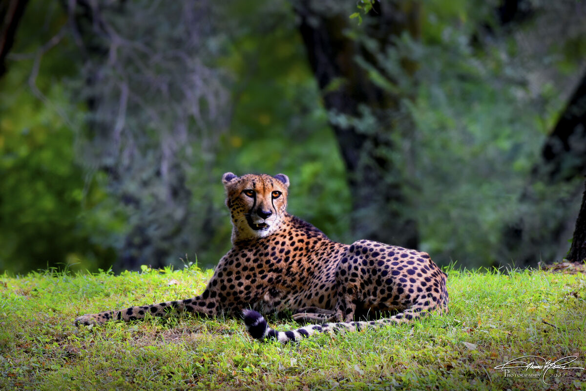 Cheetah   - I did edit out a cable line in the bac...