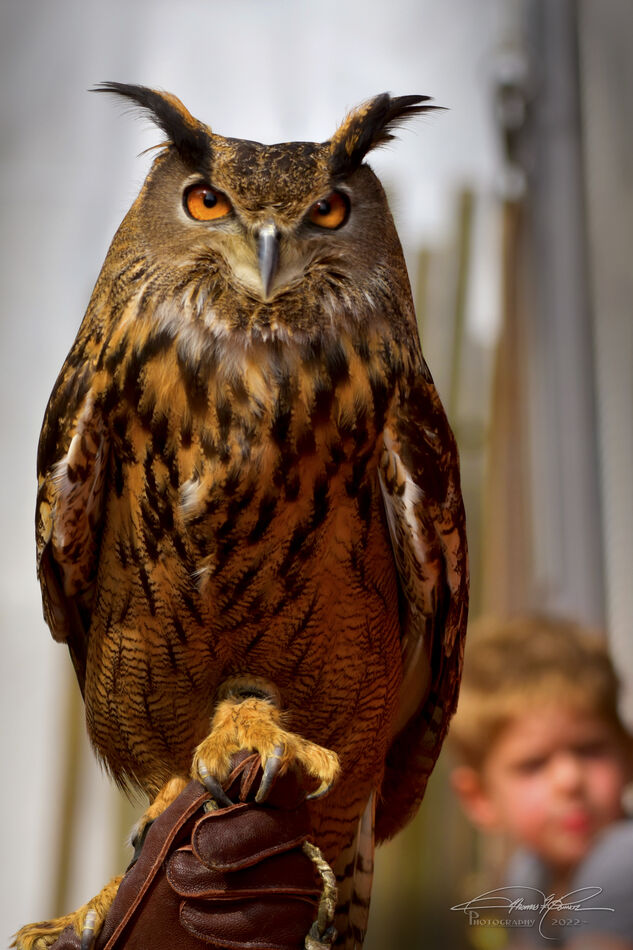 Eurasian Eagle Owl...