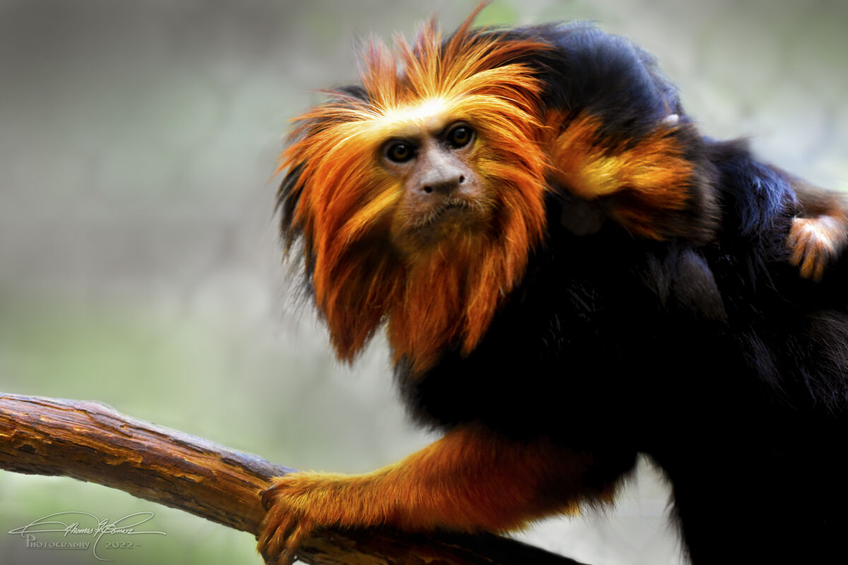 Lion Maned Tamarin and young...