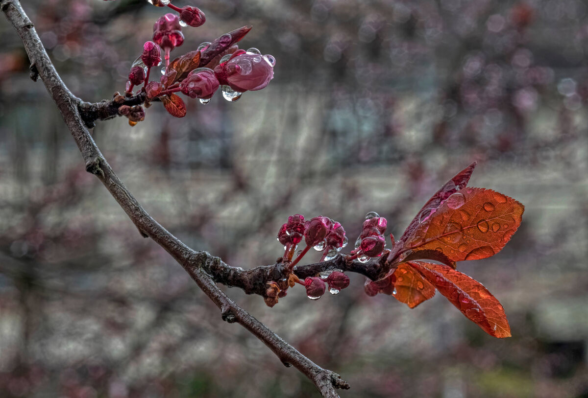 early plum blossoms...