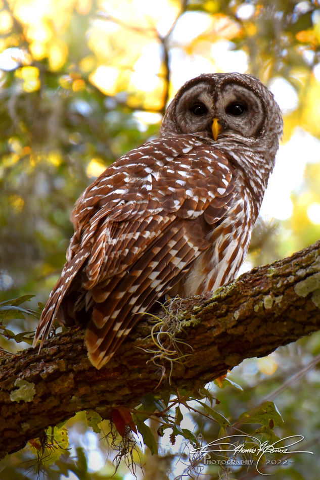Barred Owl Female - just off the trail a bit...
