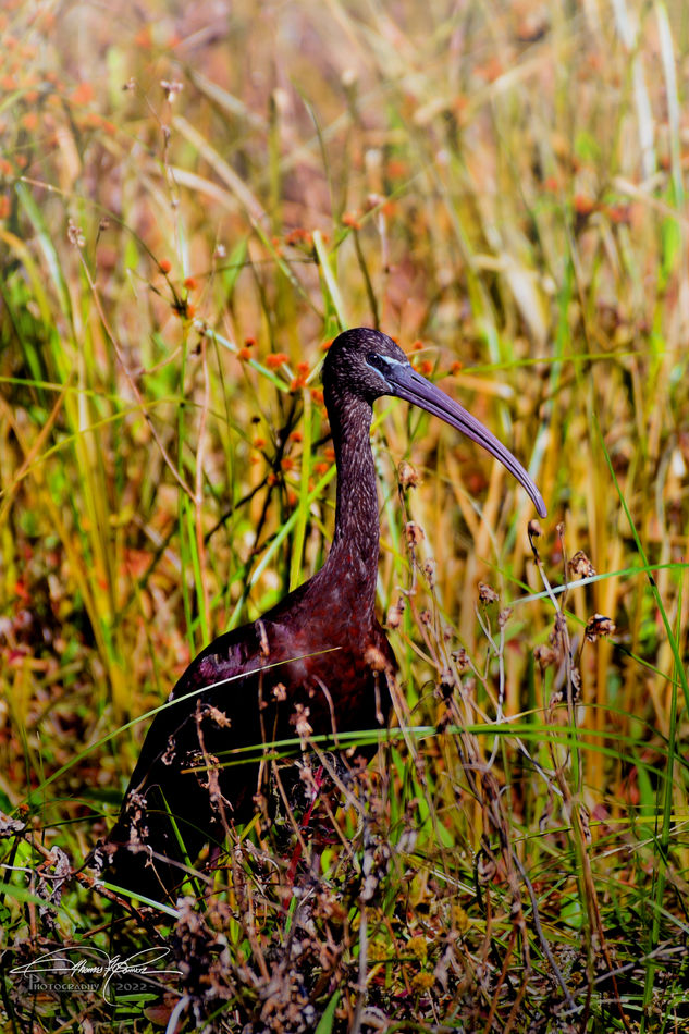 unfortunately this Glossy Ibis did not get into th...