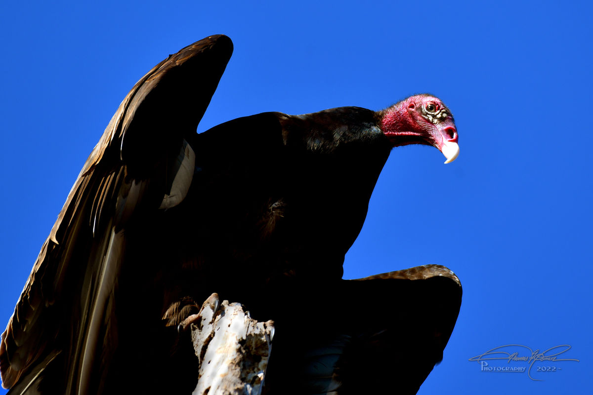 Normally a fair number of Black headed Vultures, t...