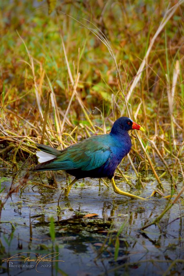 There were a few Purple Galinules around that morn...
