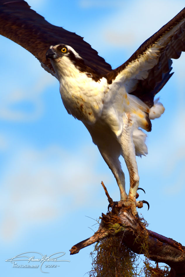 Granted Ospreys are not hard to find almost anywhe...