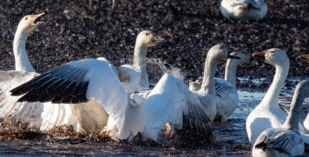 Snow geese playing (arguing?)...