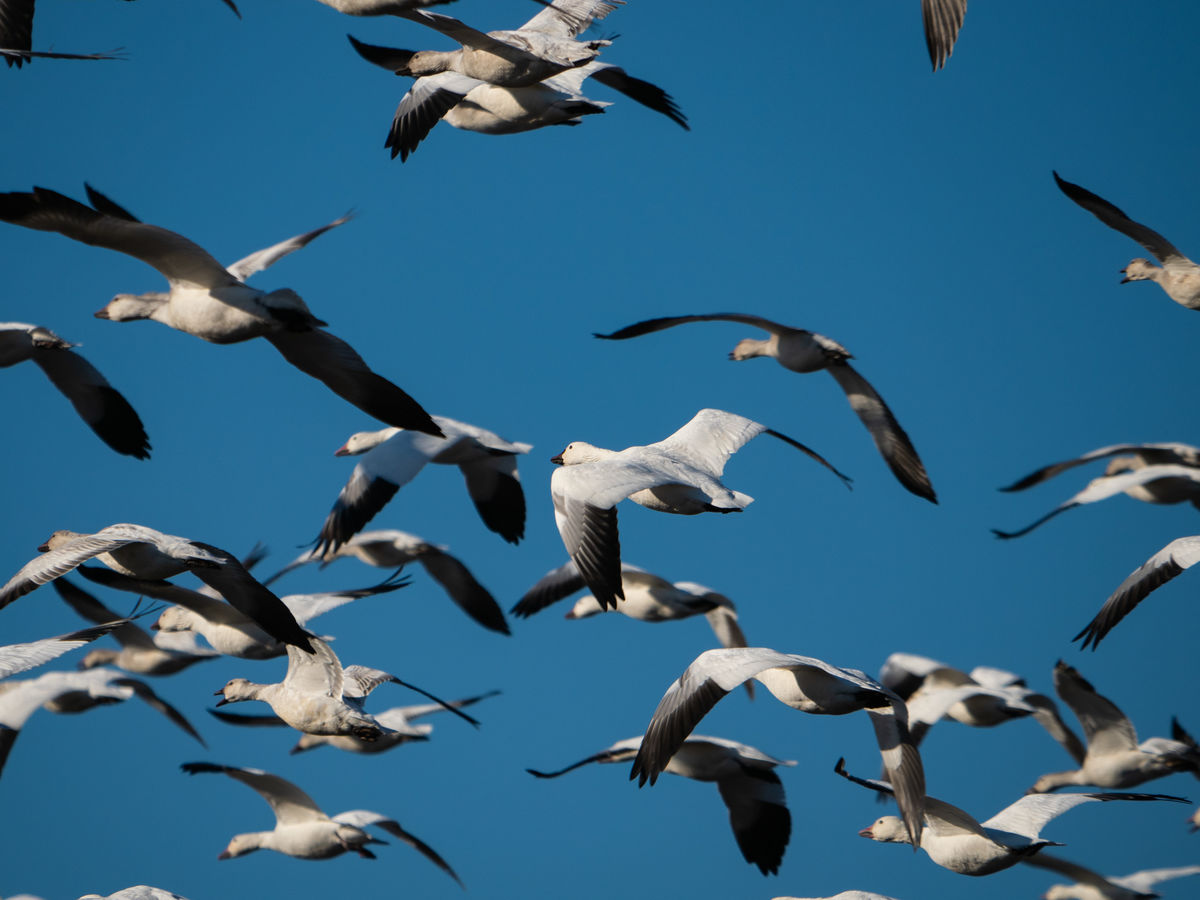 Snow geese in flight...