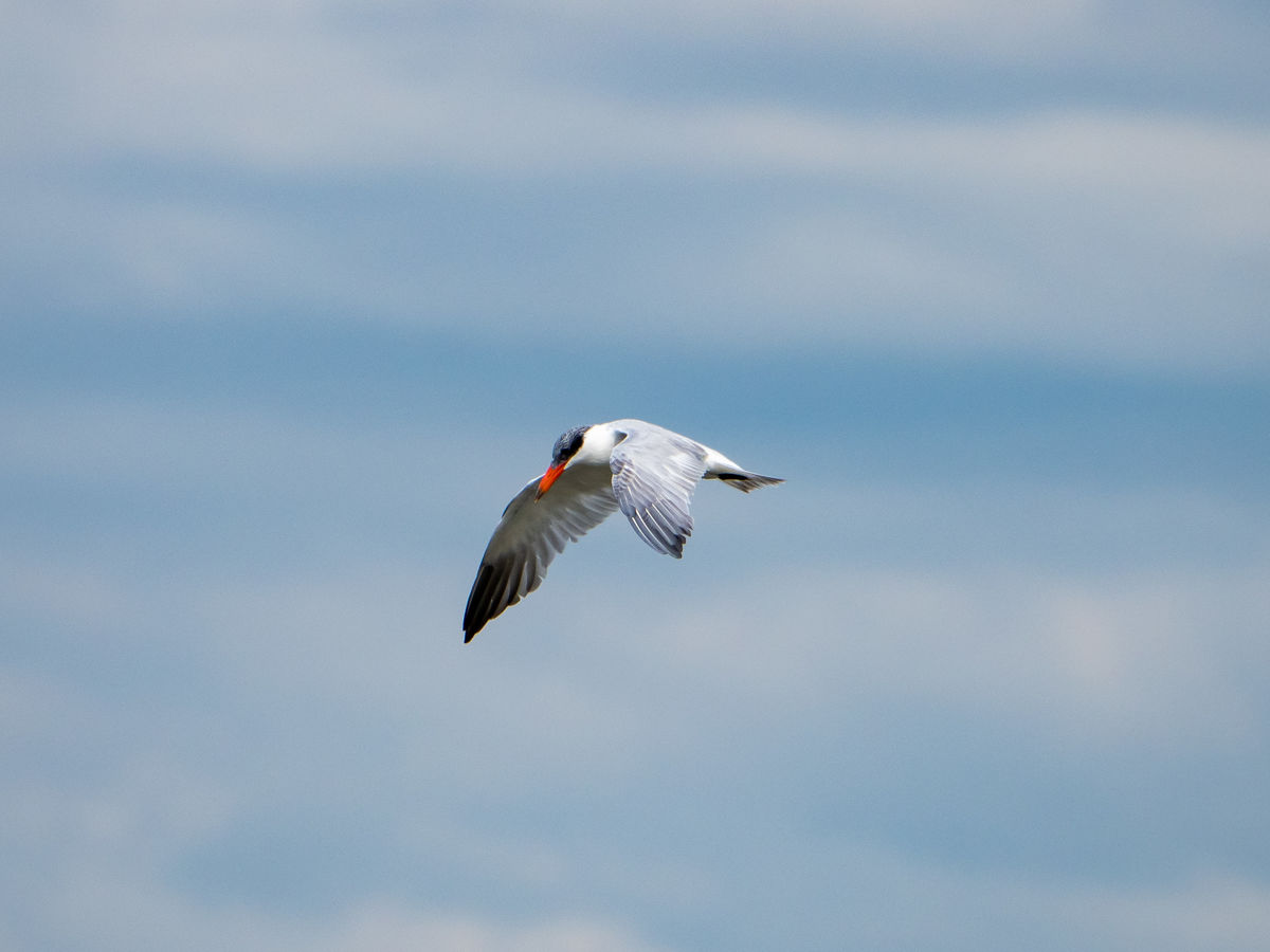 Tern in flight...