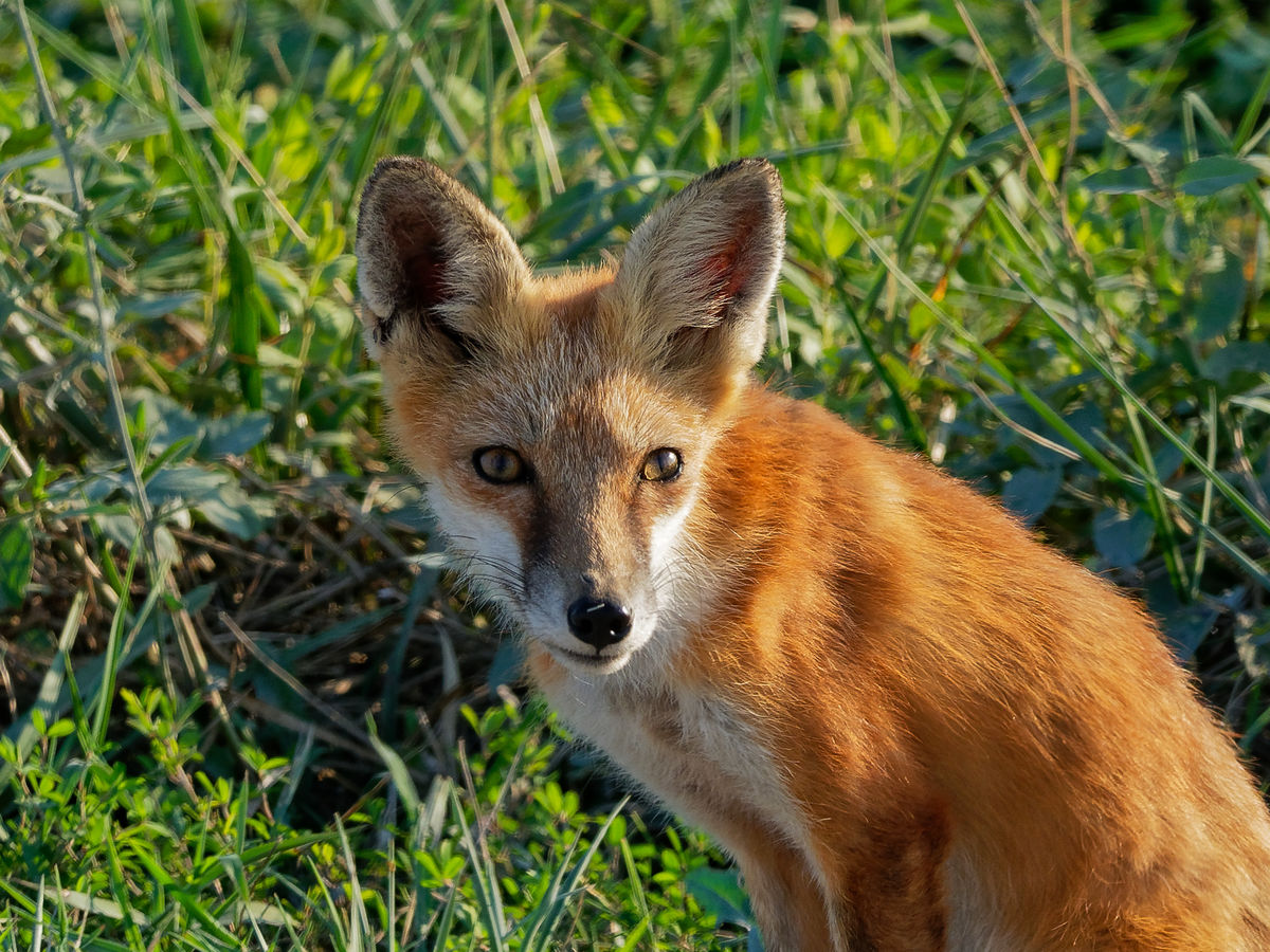 One of many red foxes...