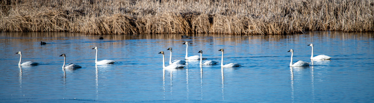 Tundra Swans enjoying the morning light...