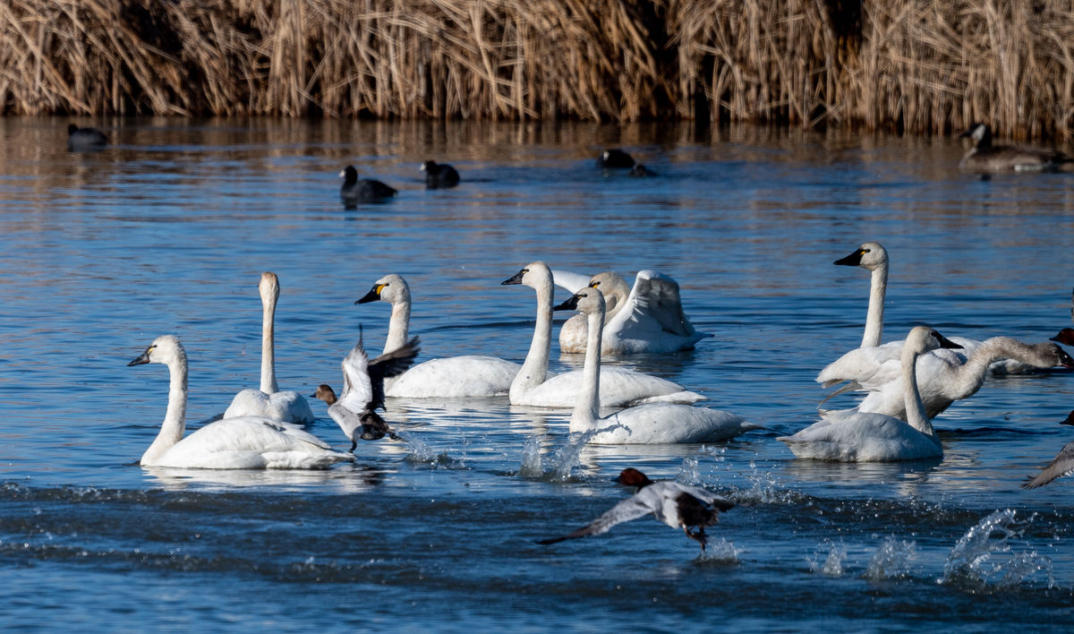 Ducks running through Swans on take-off...