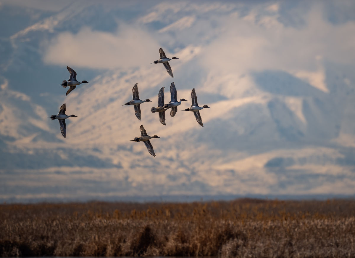 Northern Pintail Ducks looking for a place to land...