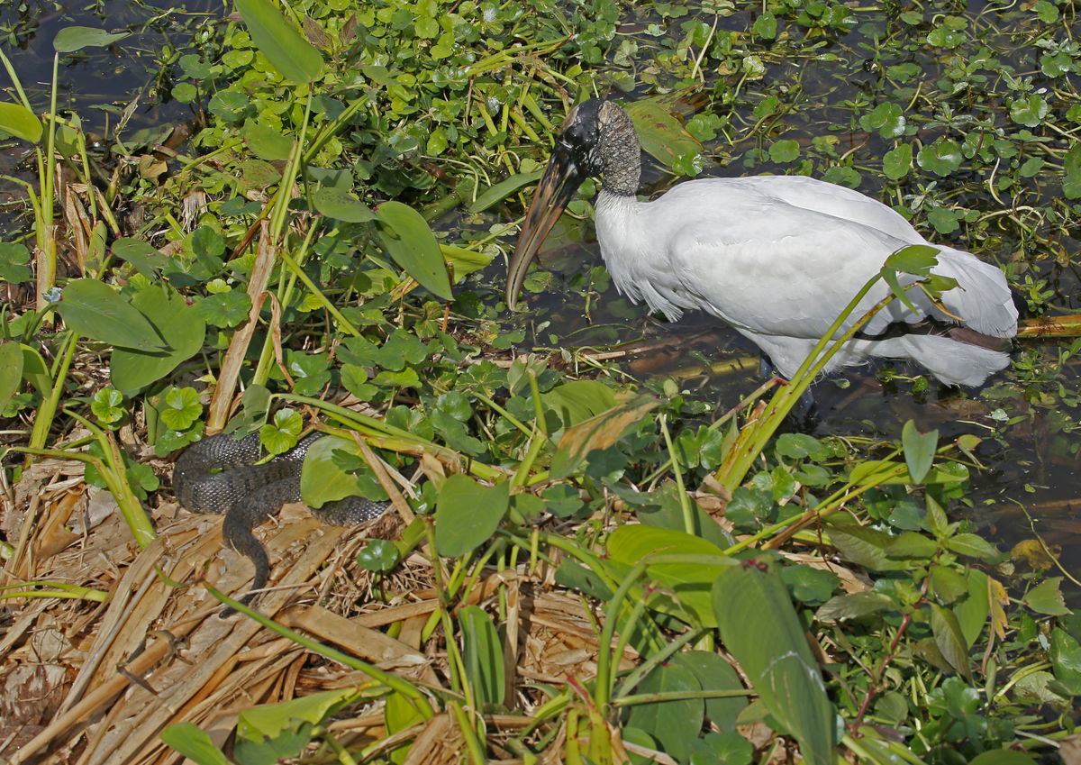 Wood stork and brown water mocassin...