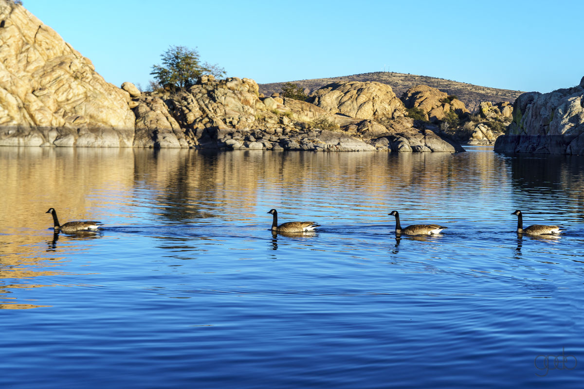 Line of Geese at Willow Lake...