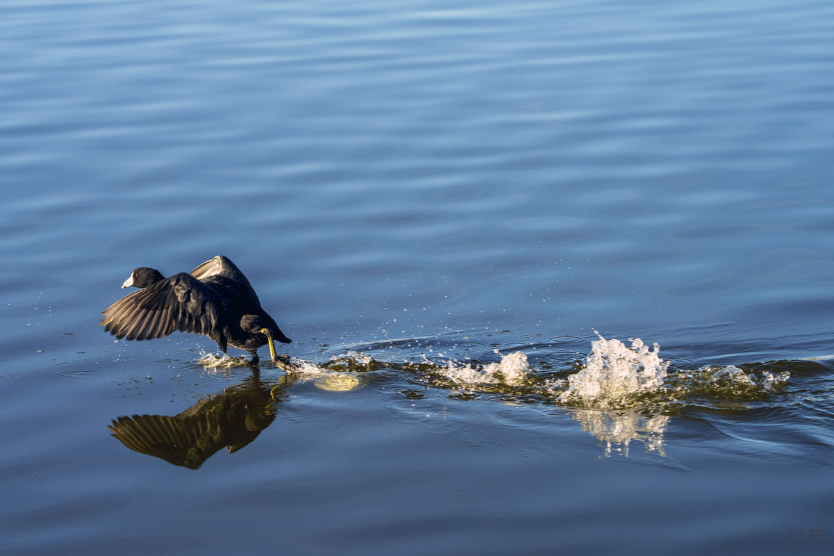 Coot Walking on water...