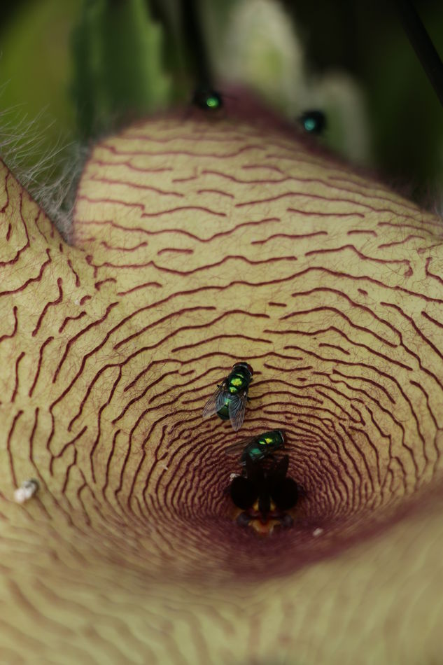 Close up of flies pollinating a really stinky stap...