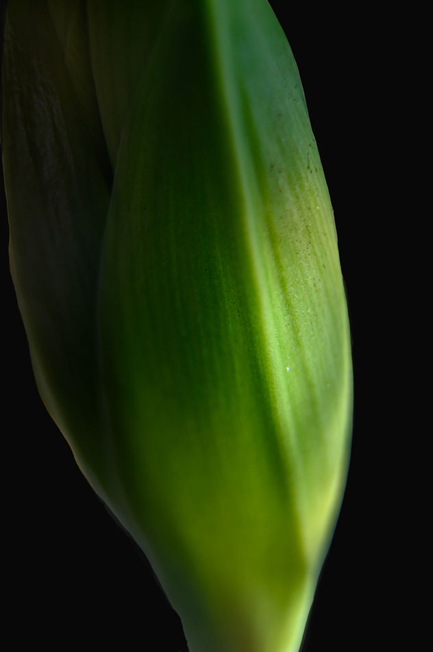With extension tubes and background changed in Pho...