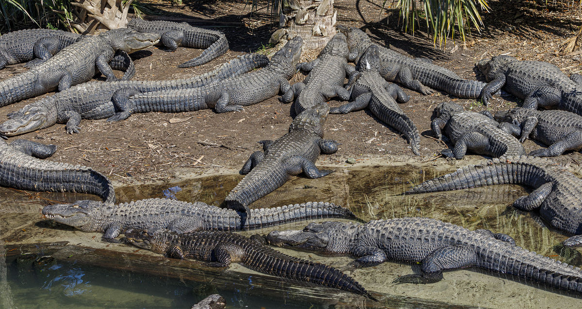 4.  An Alligator's favorite sport is sunbathing...