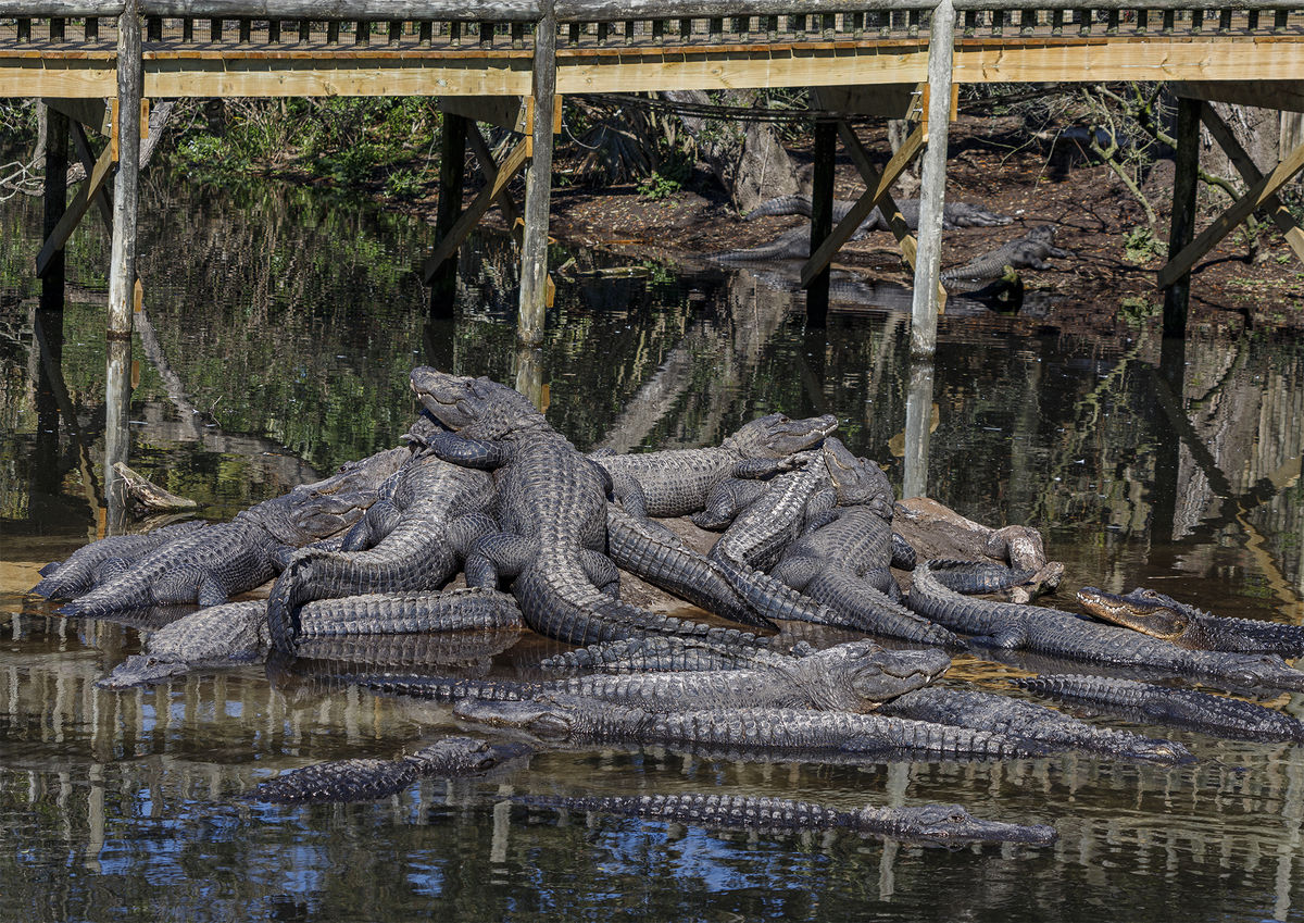5.   Now that's a pile of alligators...