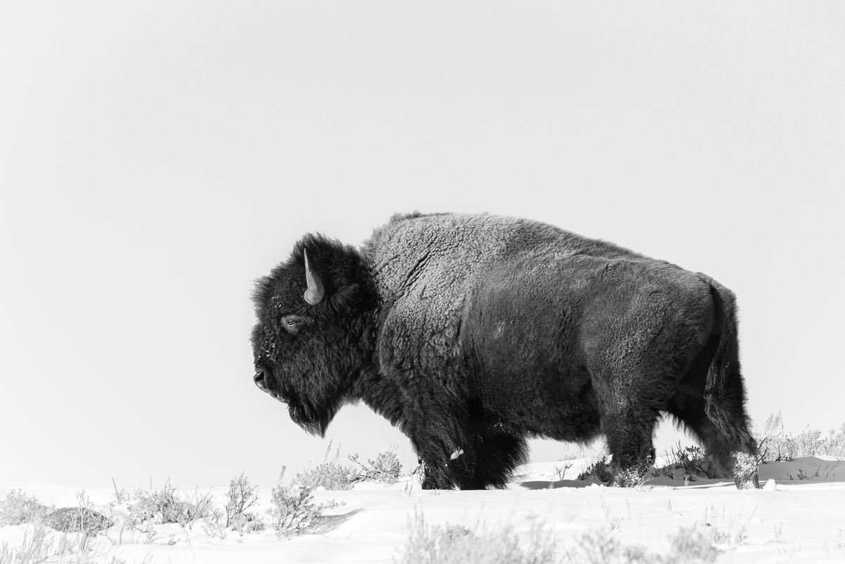 I enjoy the bison in B&W...