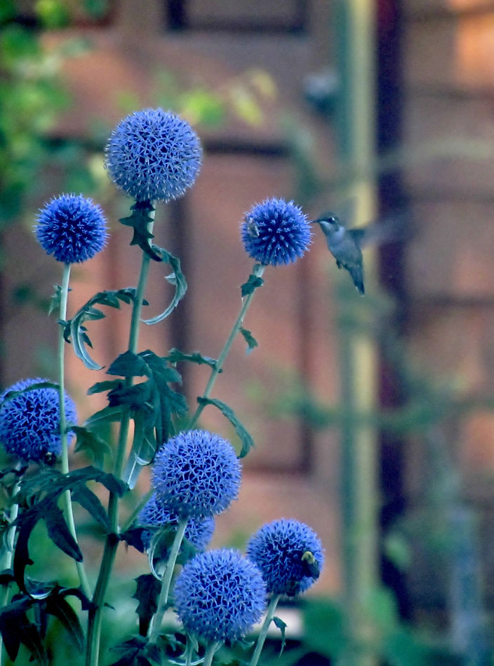 Archives 2011-another Cannon- Blue Allium and visi...