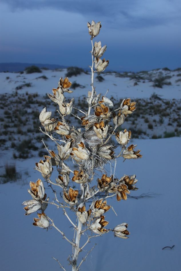 Yucca blooms with a birds nest at White Sands...