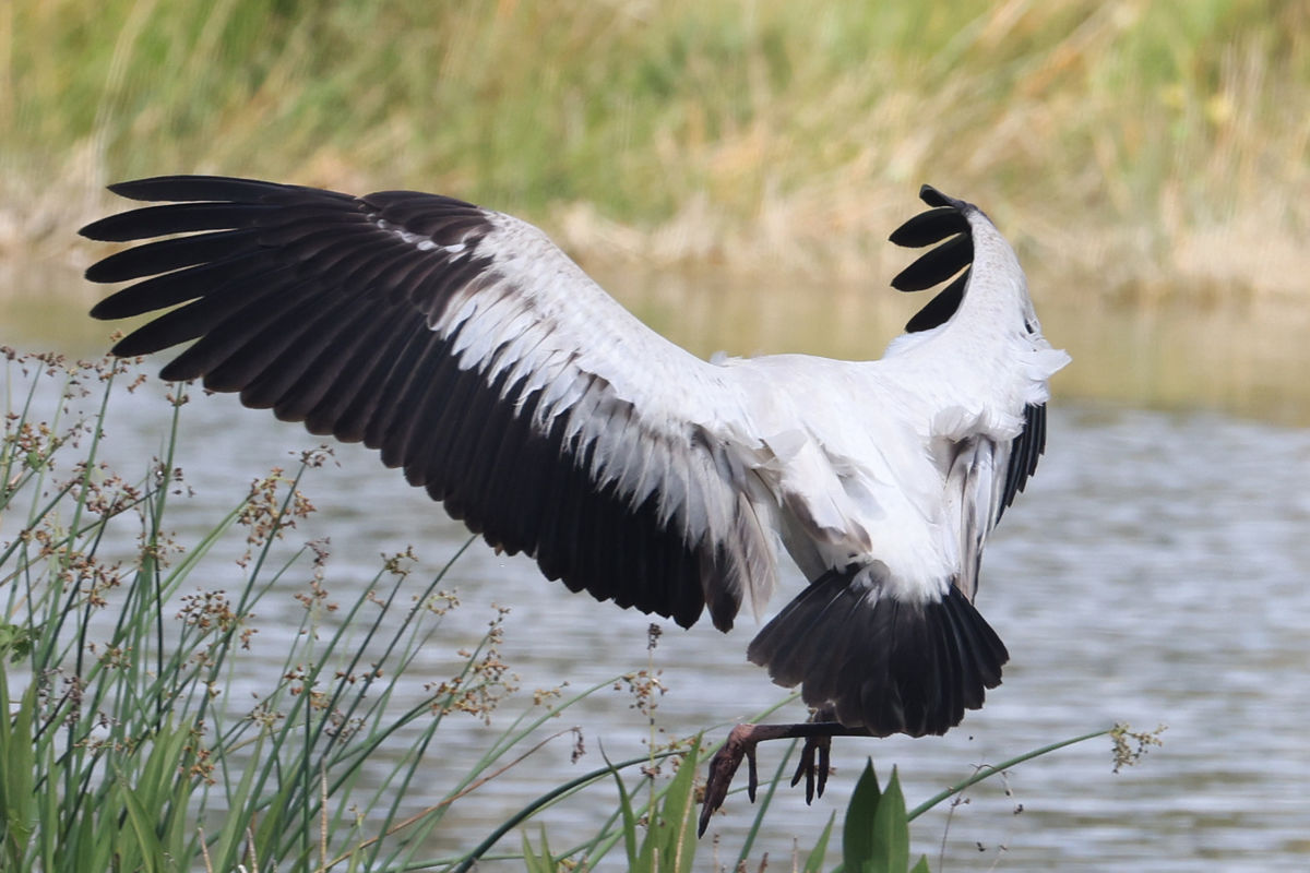 Wood Stork coming in for a landing...