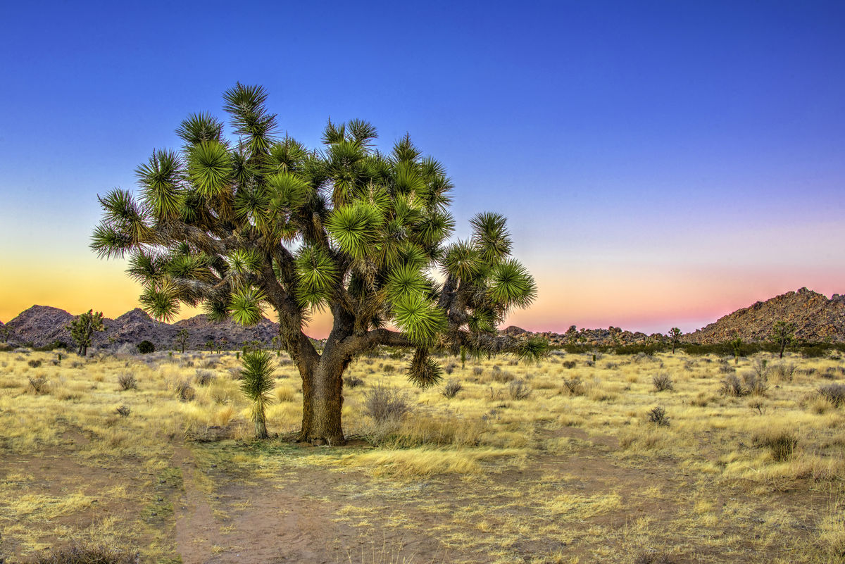 Joshua Tree State Park, sunset.  Would have been m...
