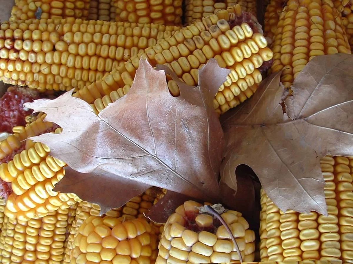 Corn close-up...
