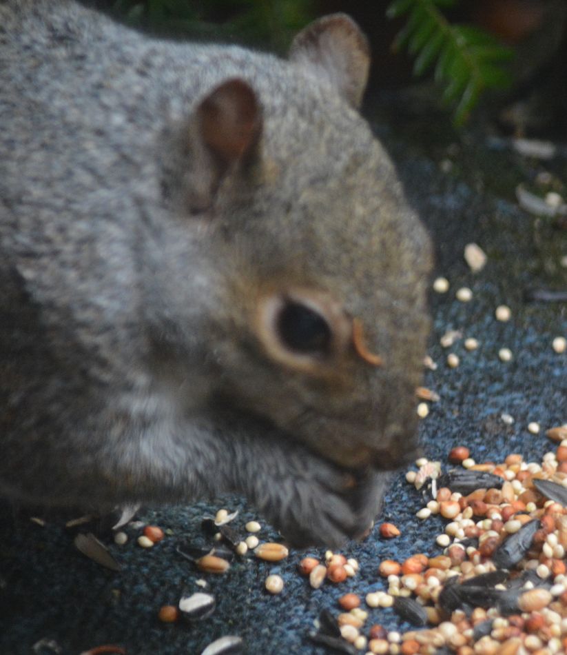 I guess Ill eat the bird seed....