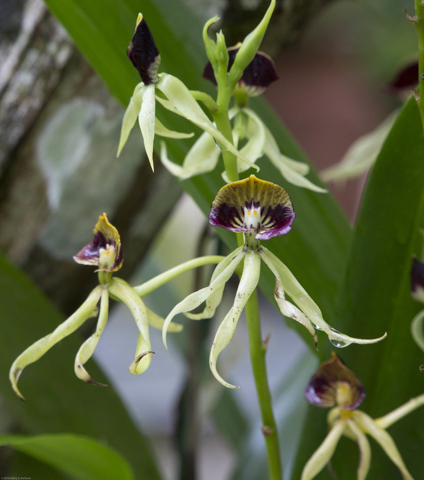 This one I know.  It's the Belizean black orchid -...