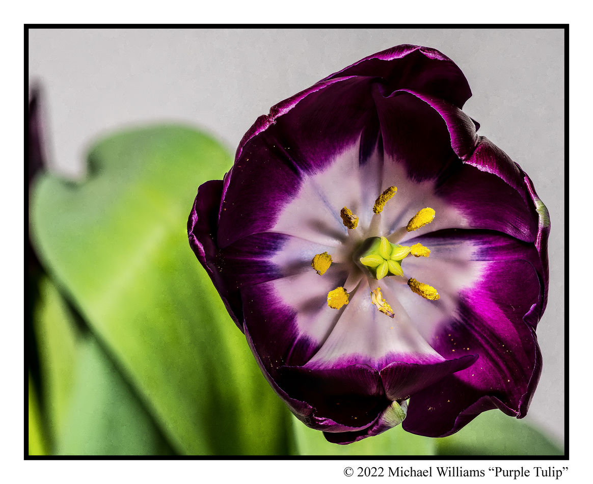 2 Tulip at 0.20x life size on my sensor...