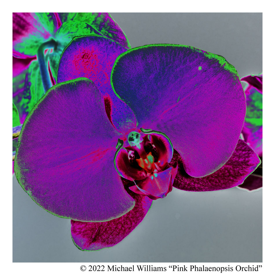 4 Orchid Further Processed with Ps:  Invert – Sola...