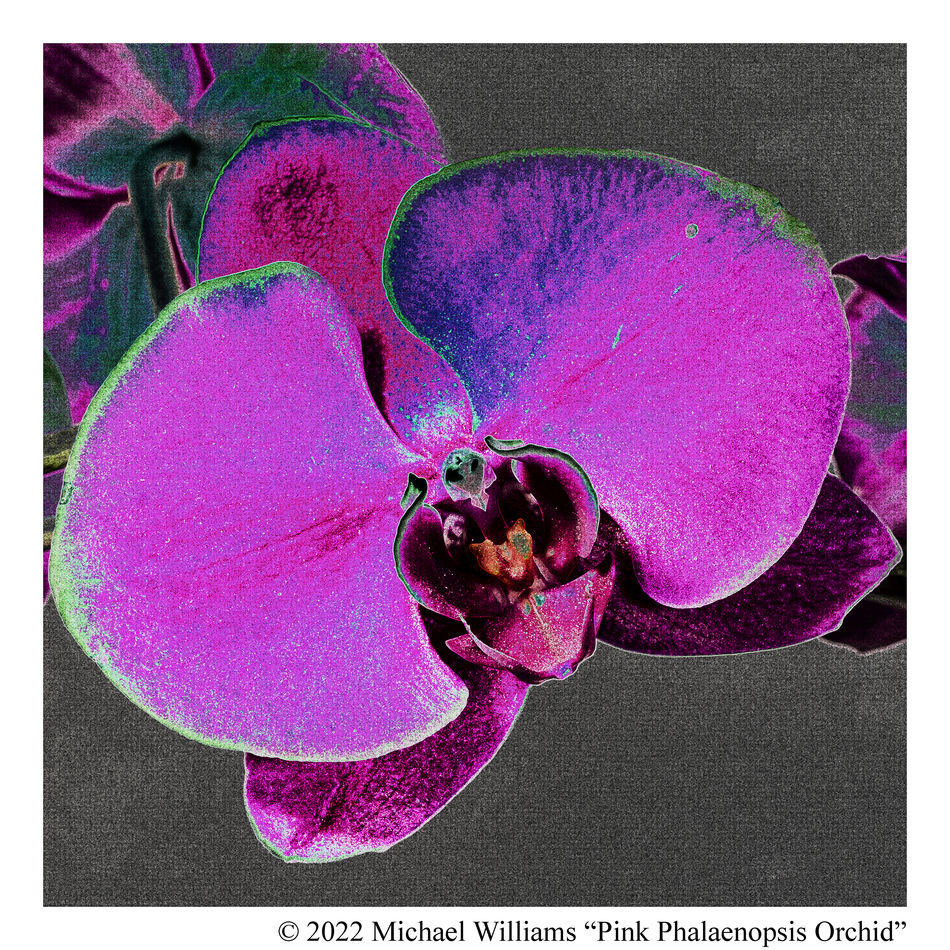 5 Orchid Further Processed with Ps:  Find Edges – ...