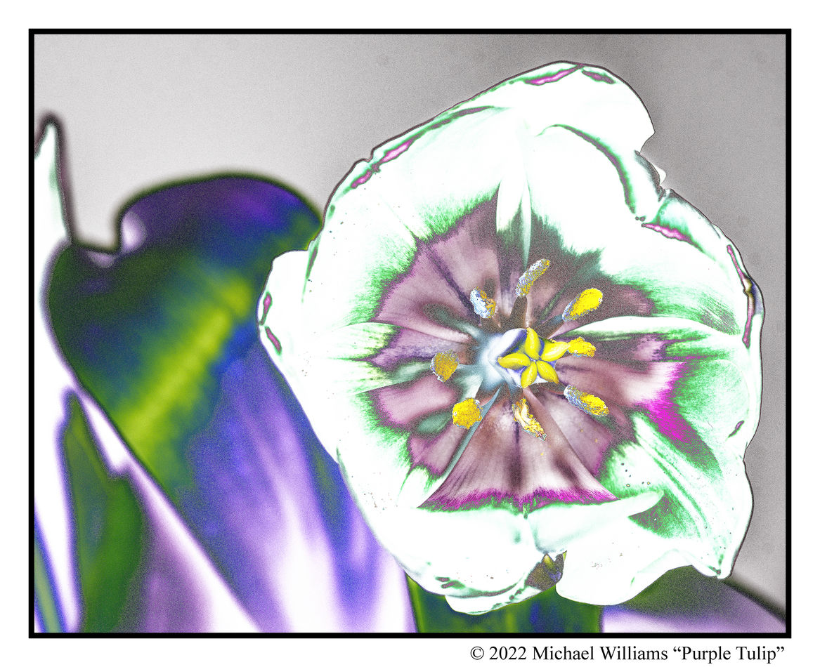 6 Tulip Further Processed with Nik:  Color Efex Pr...
