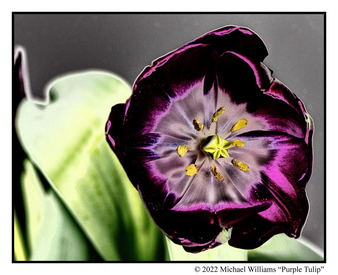 7 Tulip Further Processed with Nik:  Color Efex Pr...